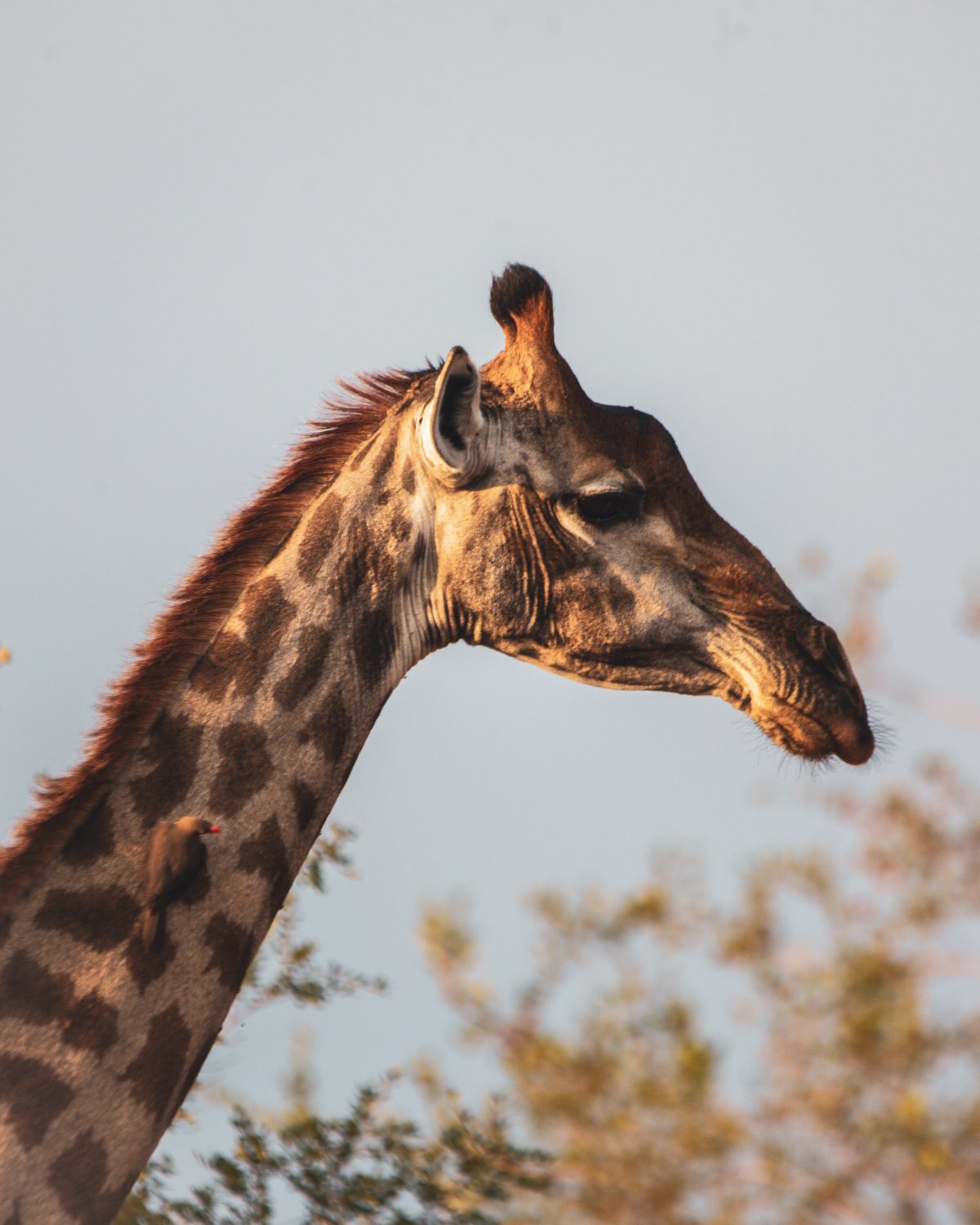 Giraffe
