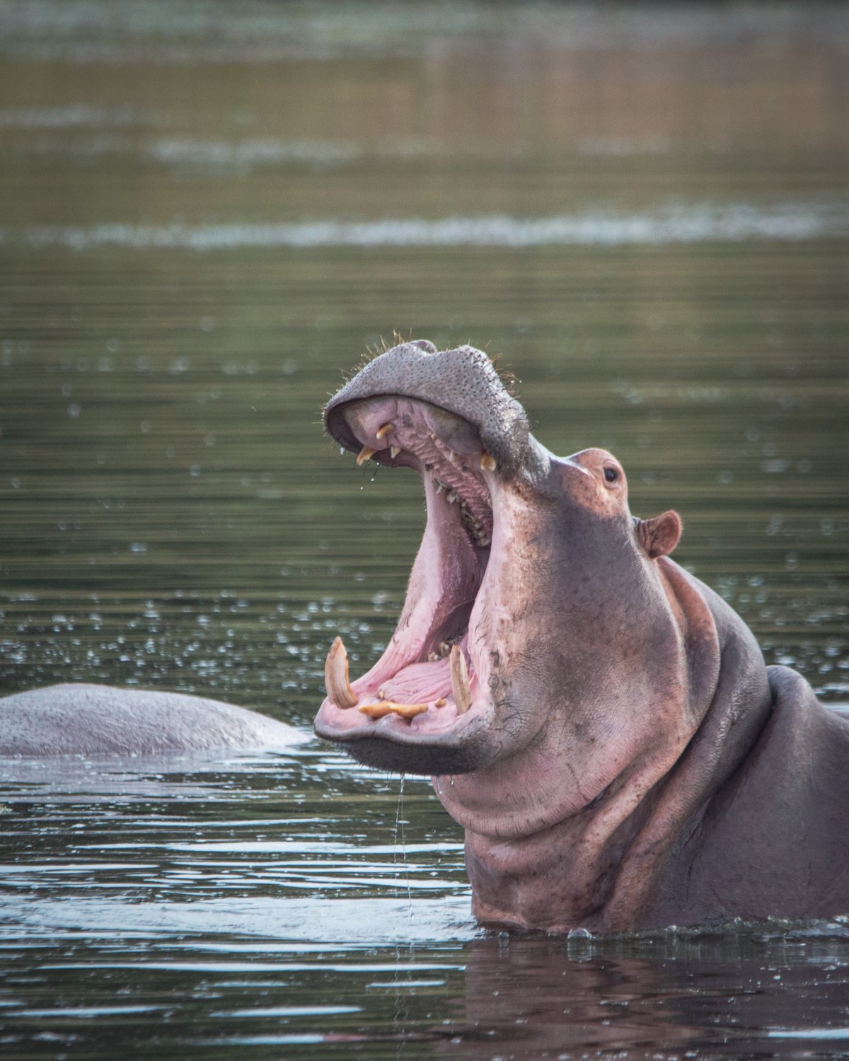 Hippo