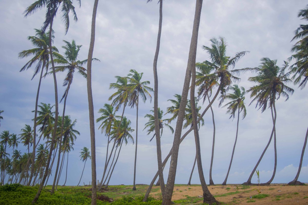 Palm Beach