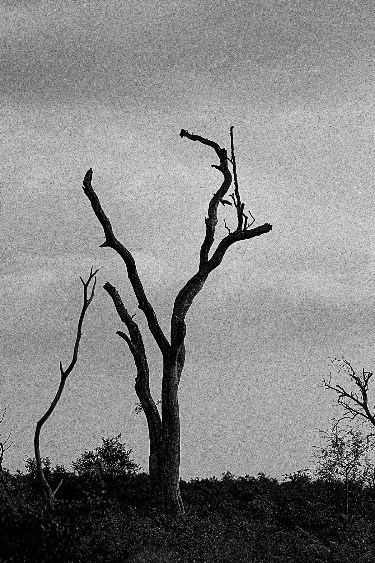 Tree of Life
