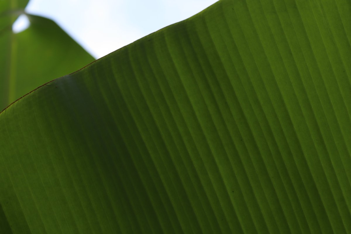 Banana leaf close up