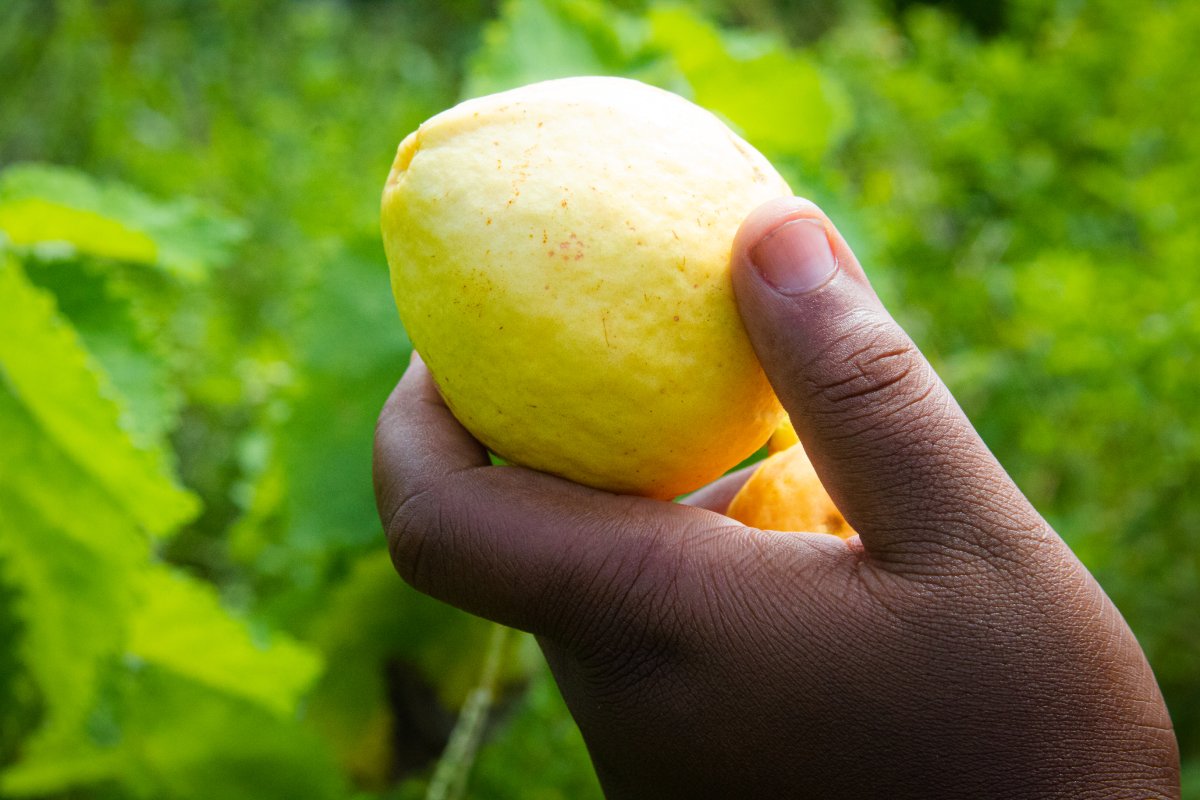 Guava Fruit