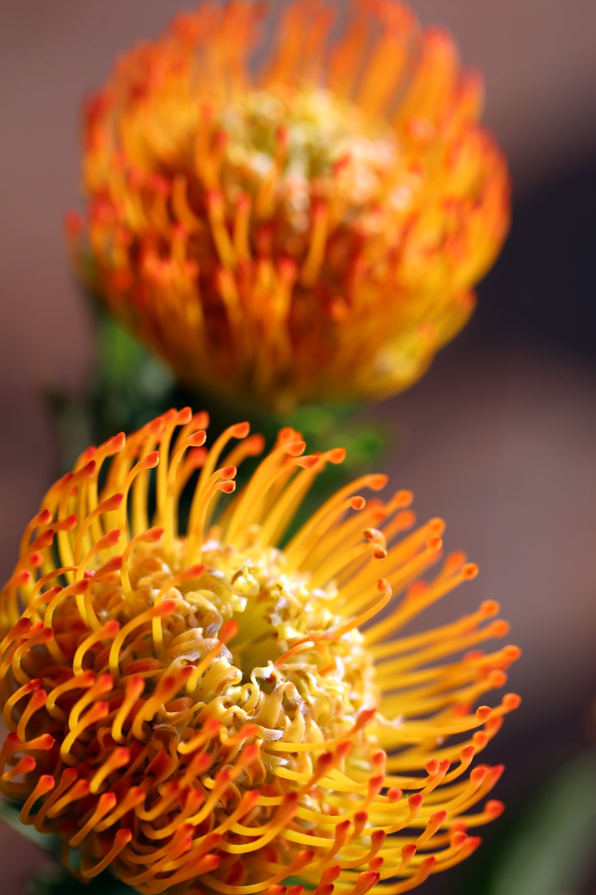 Pincushion proteas