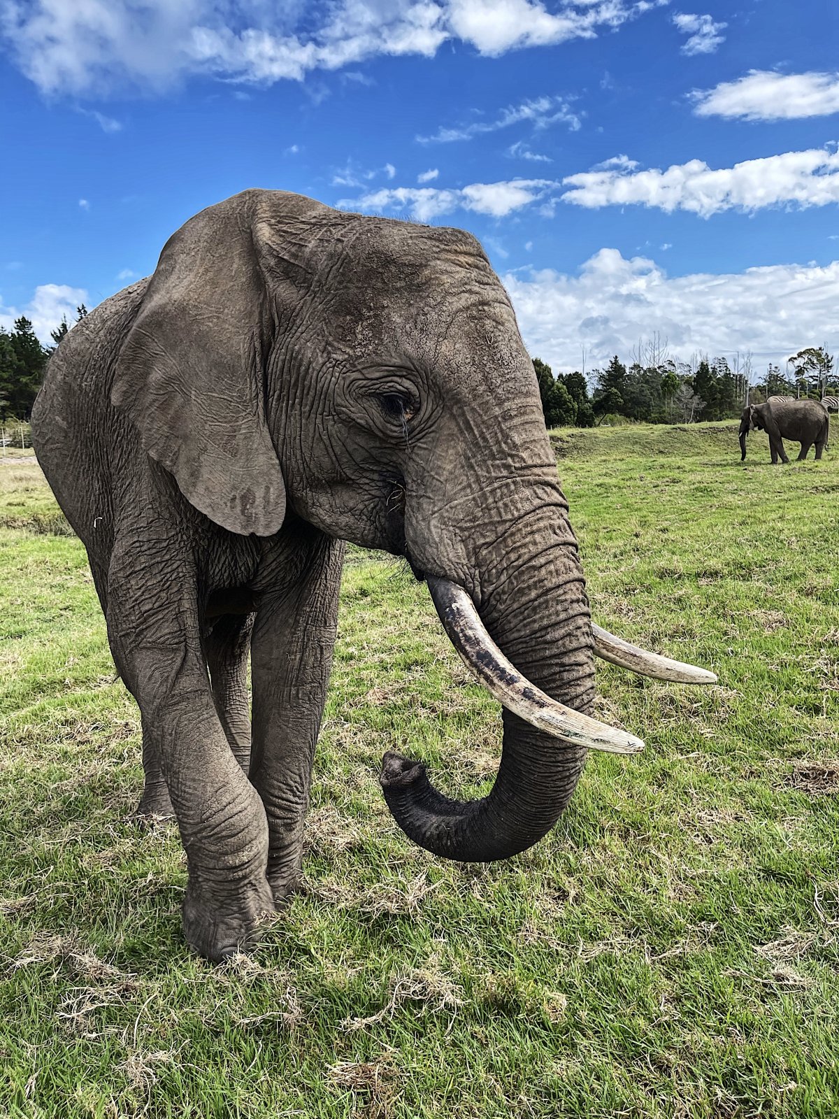 Knysna Elephant Park