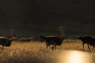 Ostrich with a sunny backdrop of a sunny safari