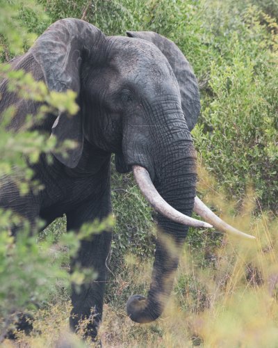 Elephant