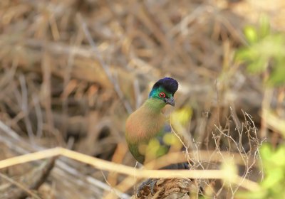 Purple crested Turaco(iGwalagwala)