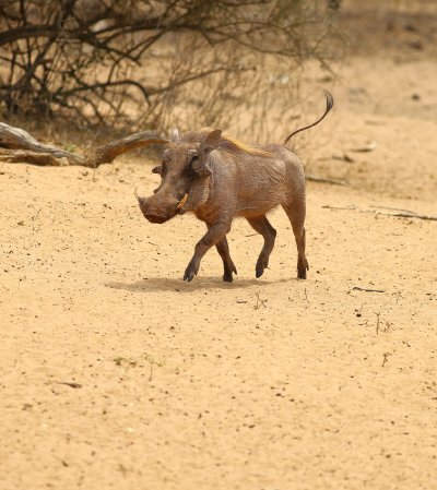 warthog