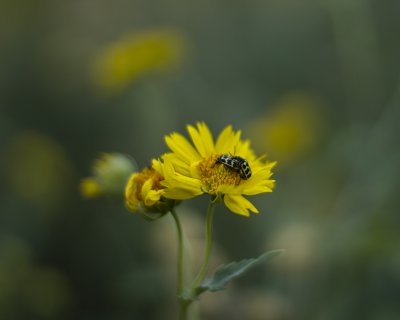 Yellow flower blooming