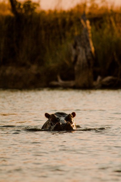 Hippo in the water