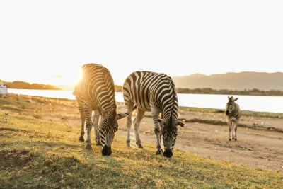 Beautiful bras against a sunny sunset in south africa