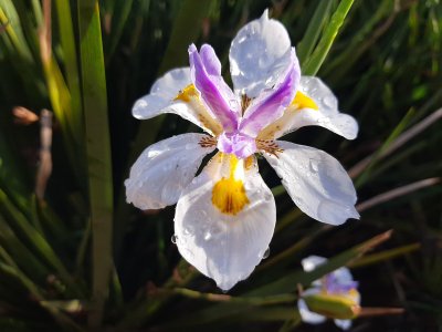 African Iris