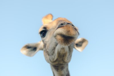 Giraffe Closeup