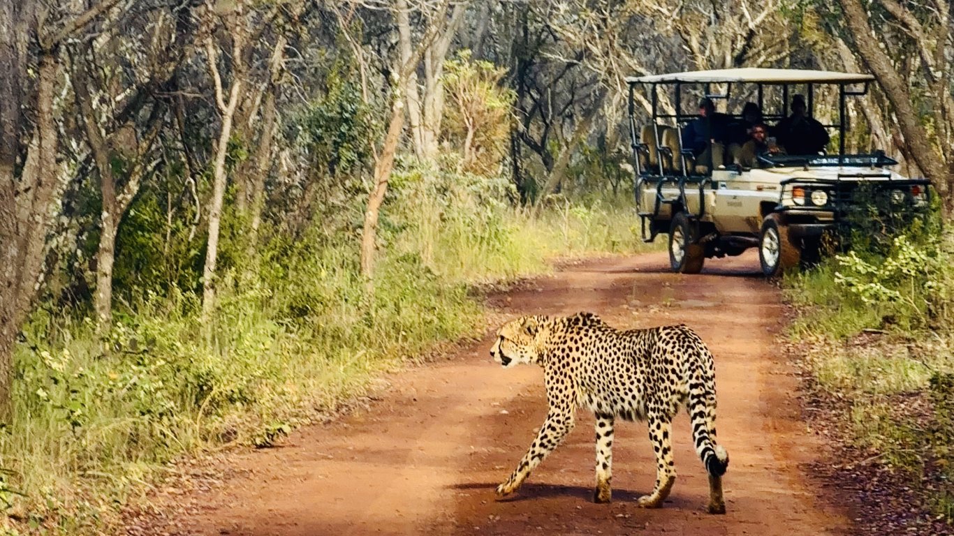 Safari Drive