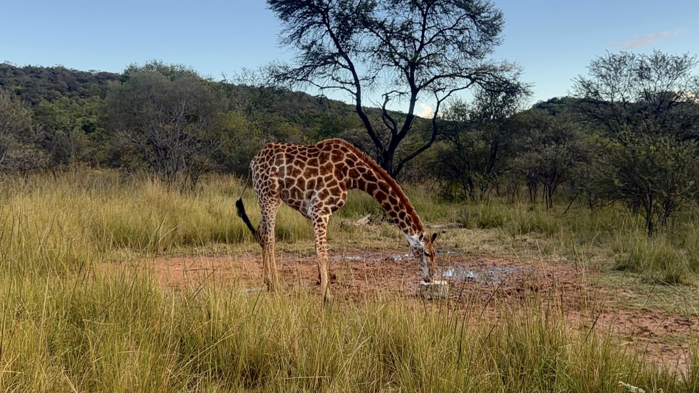 Giraffe