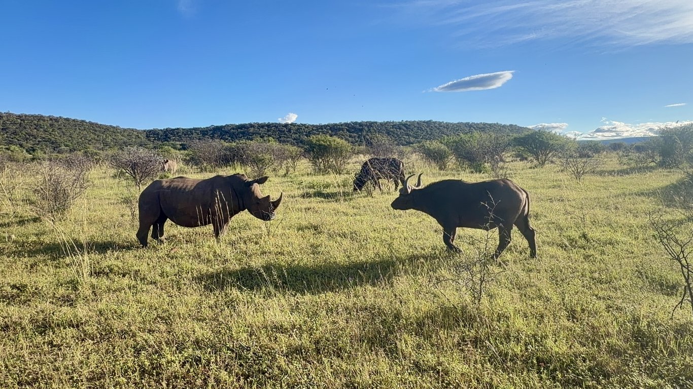 Rhino and Buffalo