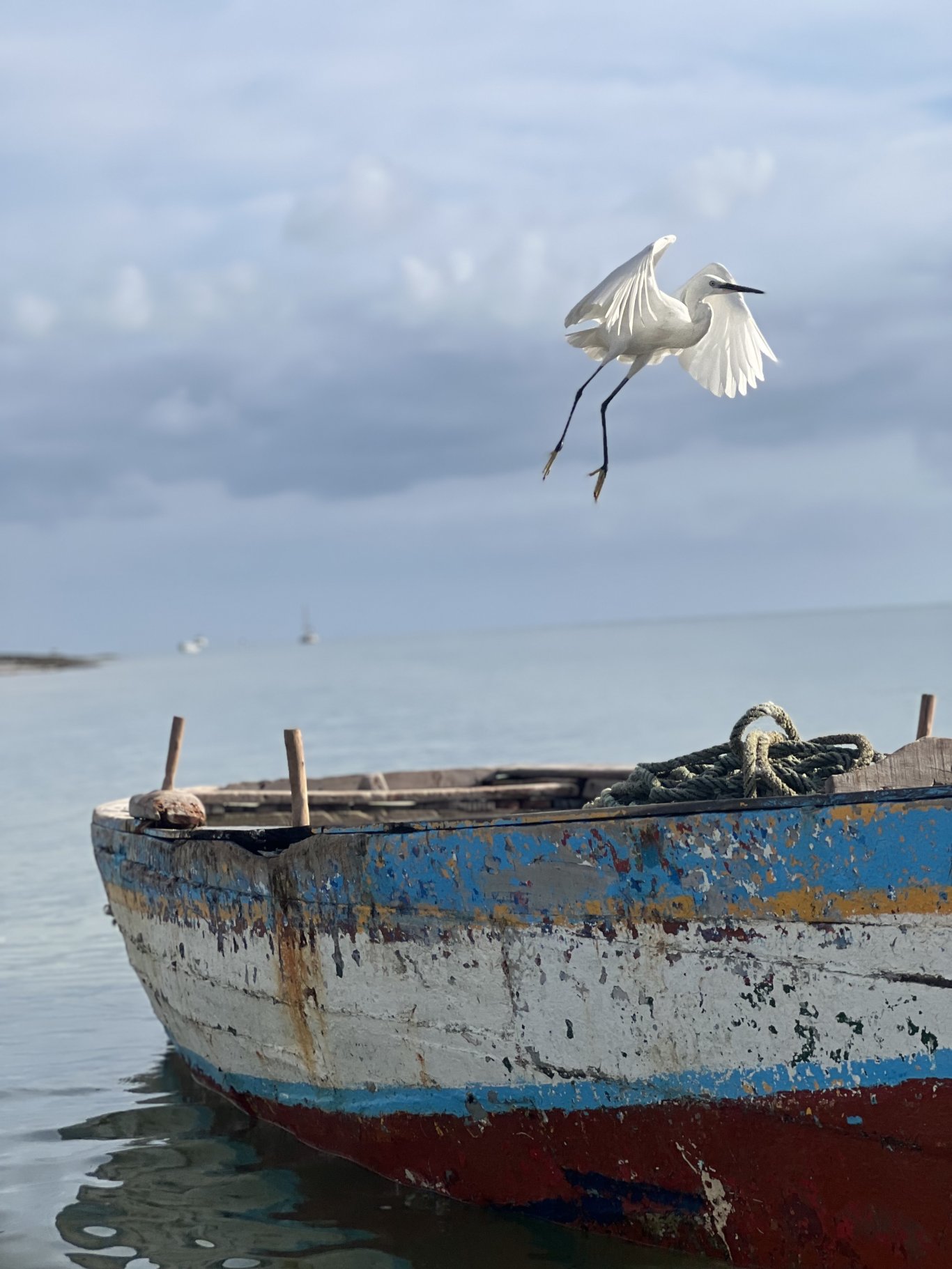 Flying pelican