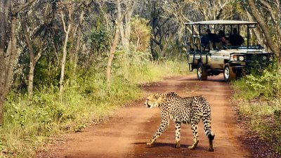 Safari Drive