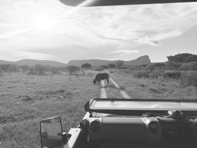 Game Drive