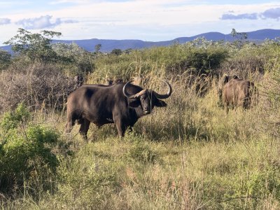 Buffalo Bull