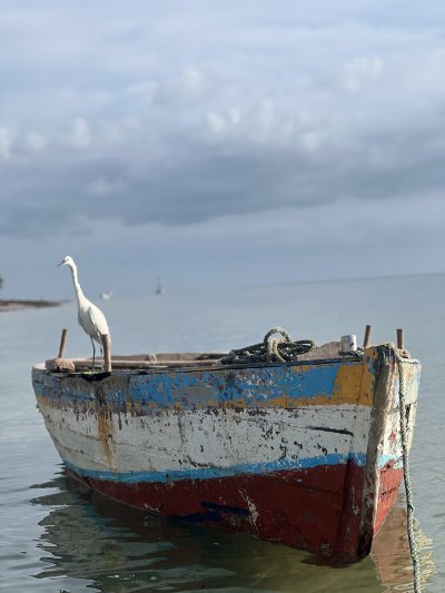 Pelican on Boat, Mozambique