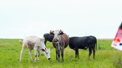 Emakhaya Cows