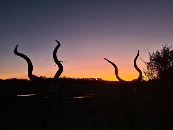 Kudu horns in a shadow