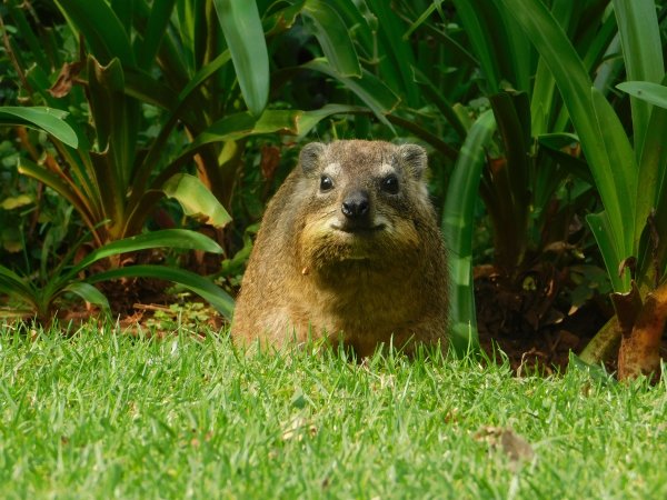 A Dassie in the Woods