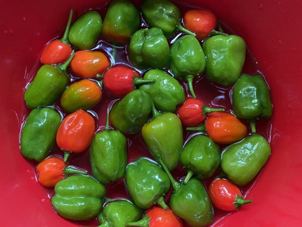 Red and Green Baby Peppers