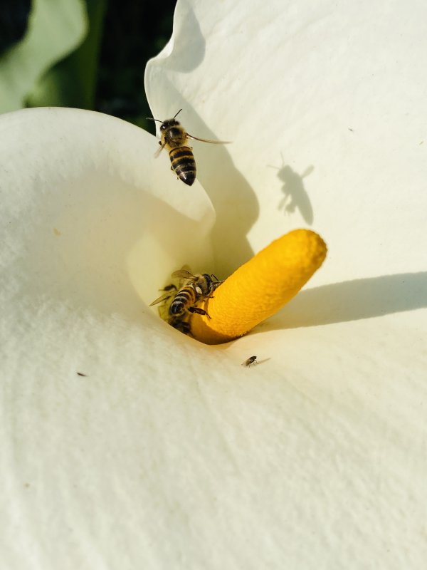 Bees flying around a plant