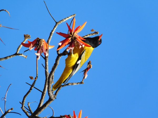 Black-headed oriole