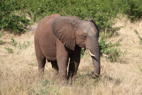 Elephant in the national park