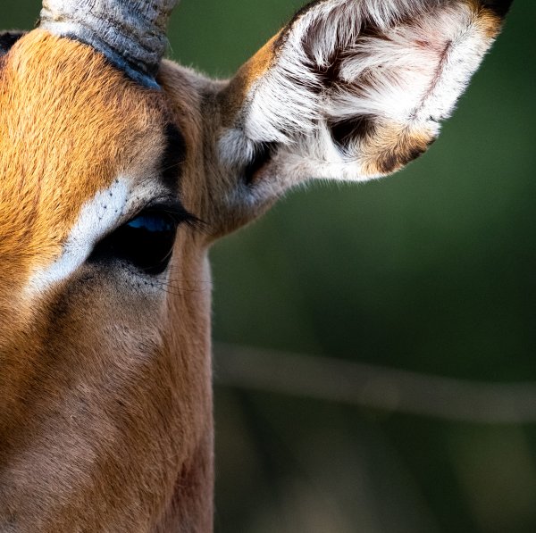 Eyes & Ears of an Impala