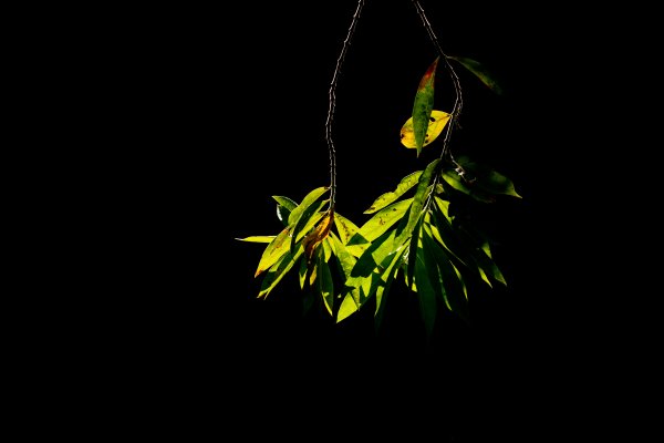 Green tree leaves in sunlight with a black background