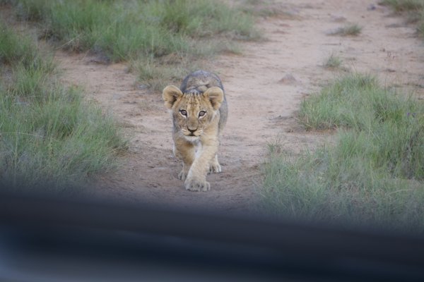 Lion Cub stalking