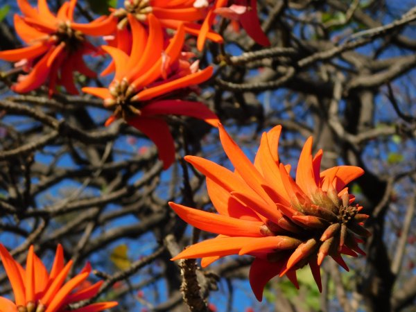 Muvhale / Lucky Bean Tree