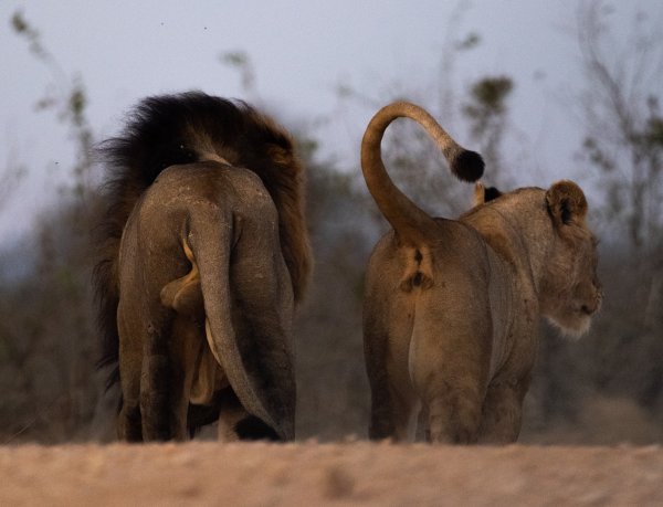 Partnership of two lions