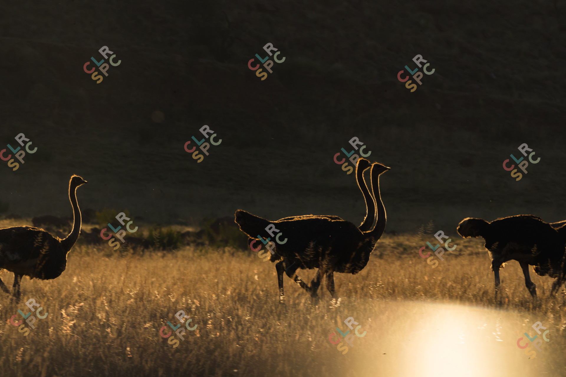 Ostrich with a sunny backdrop of a sunny safari