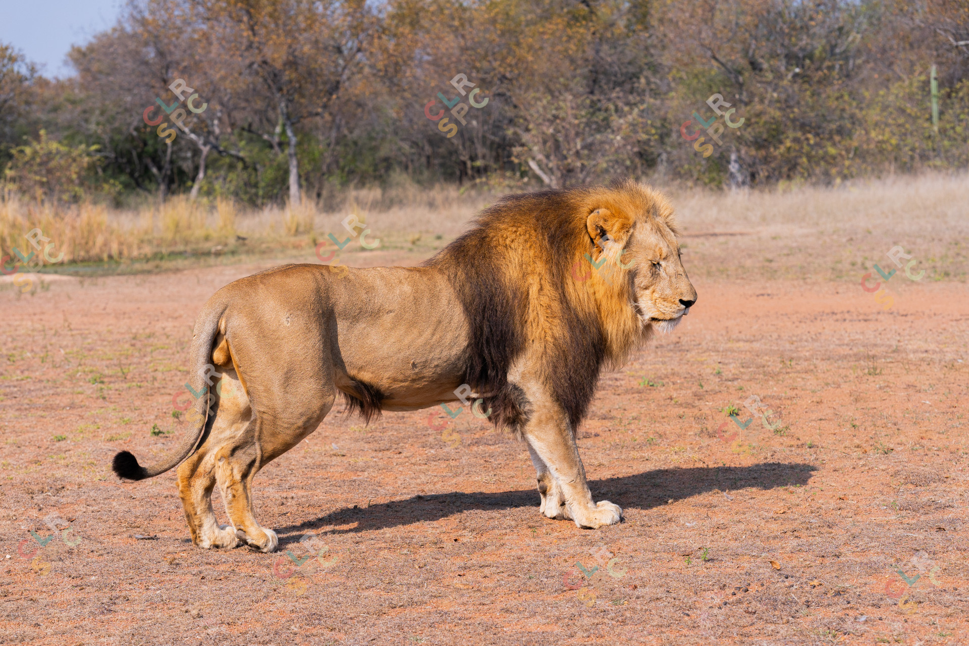 Male lion in the safari
