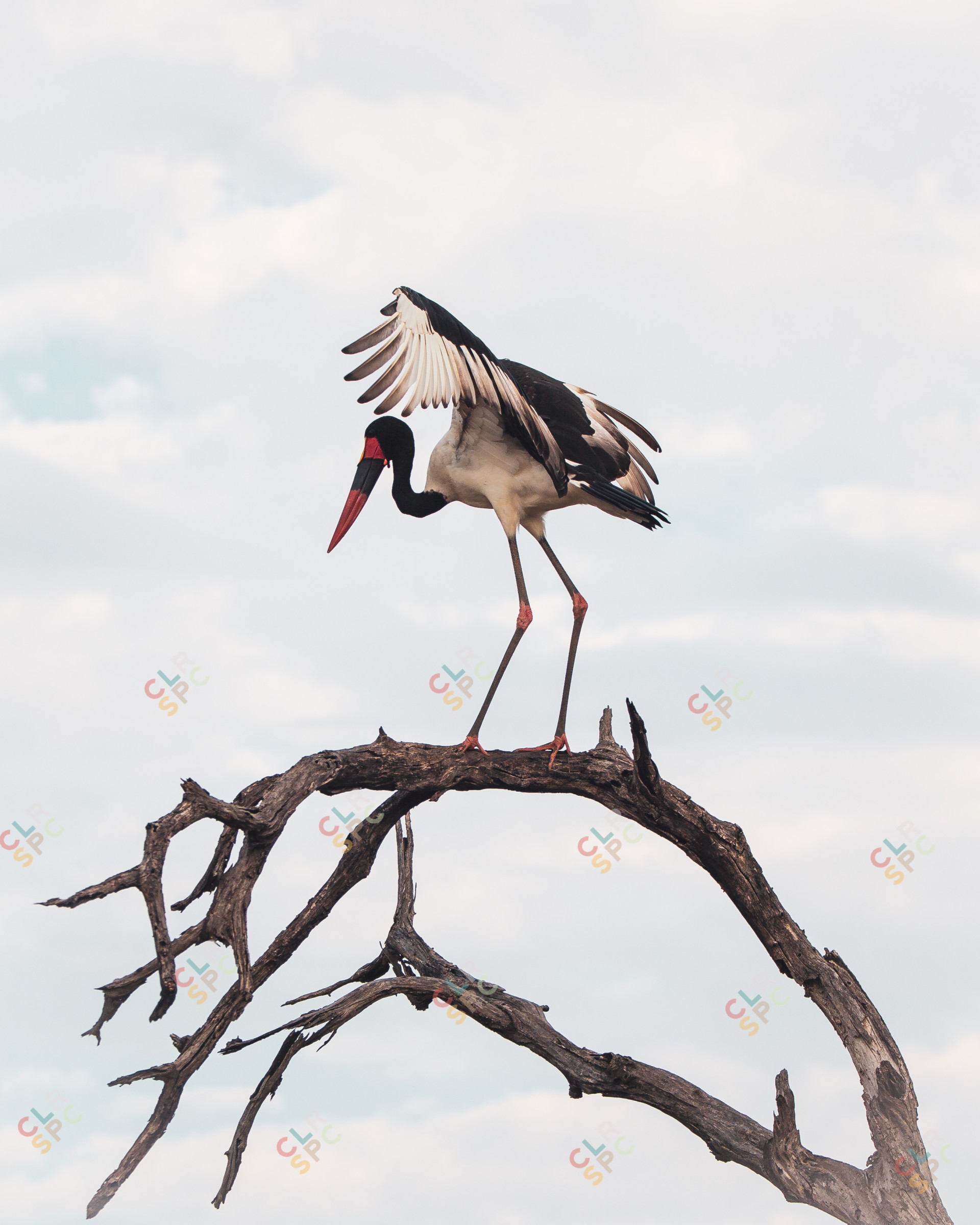 Saddle Billed Stork