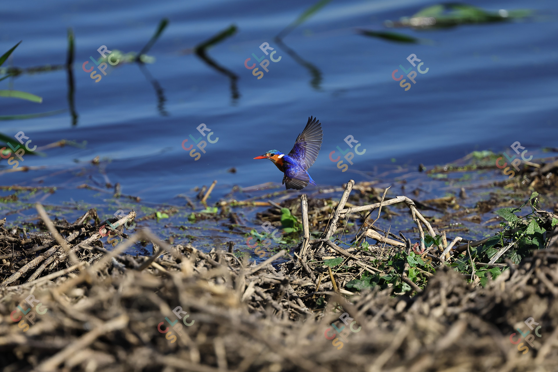 Malachite Kingfisher