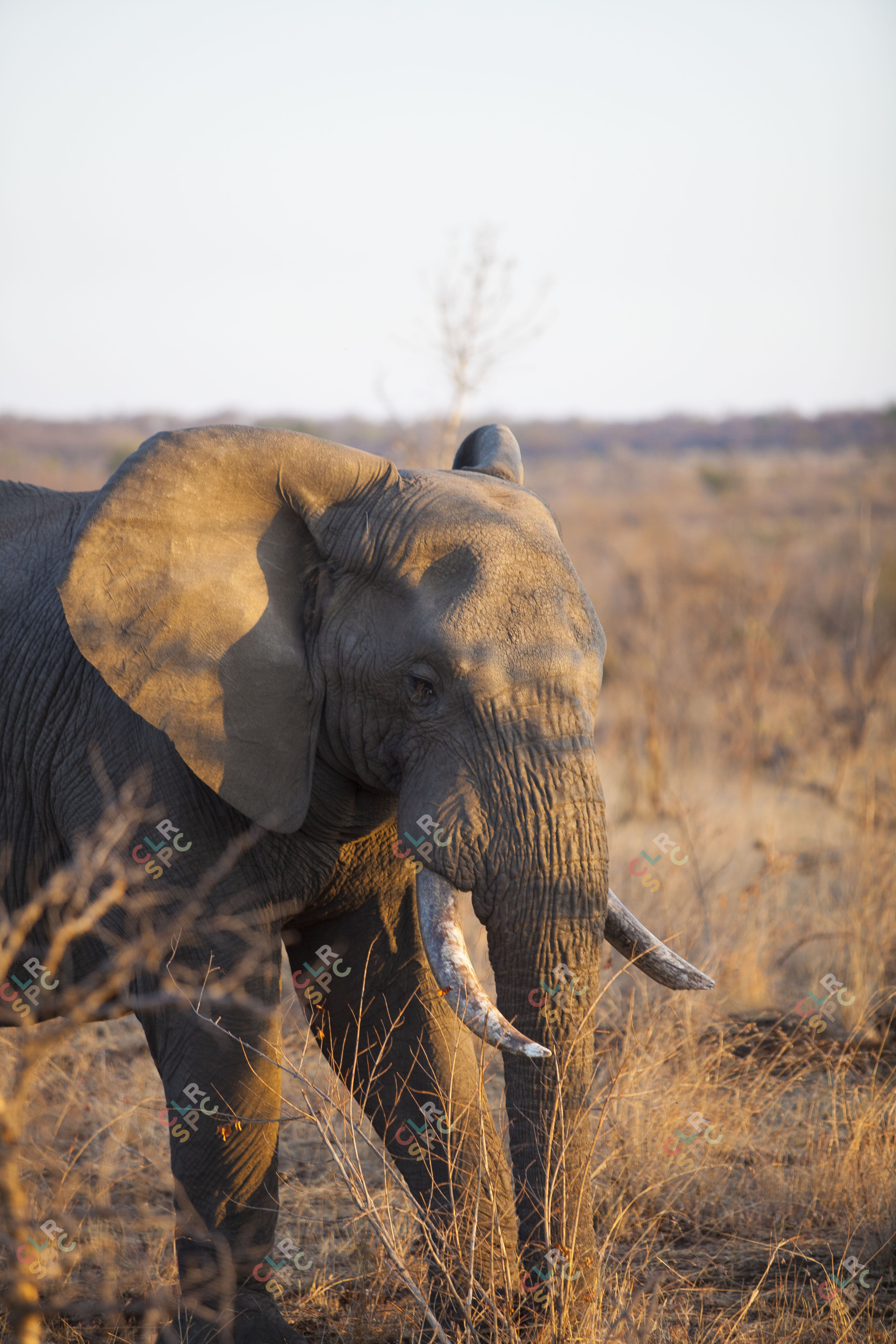 Elephant in the Kruger national park