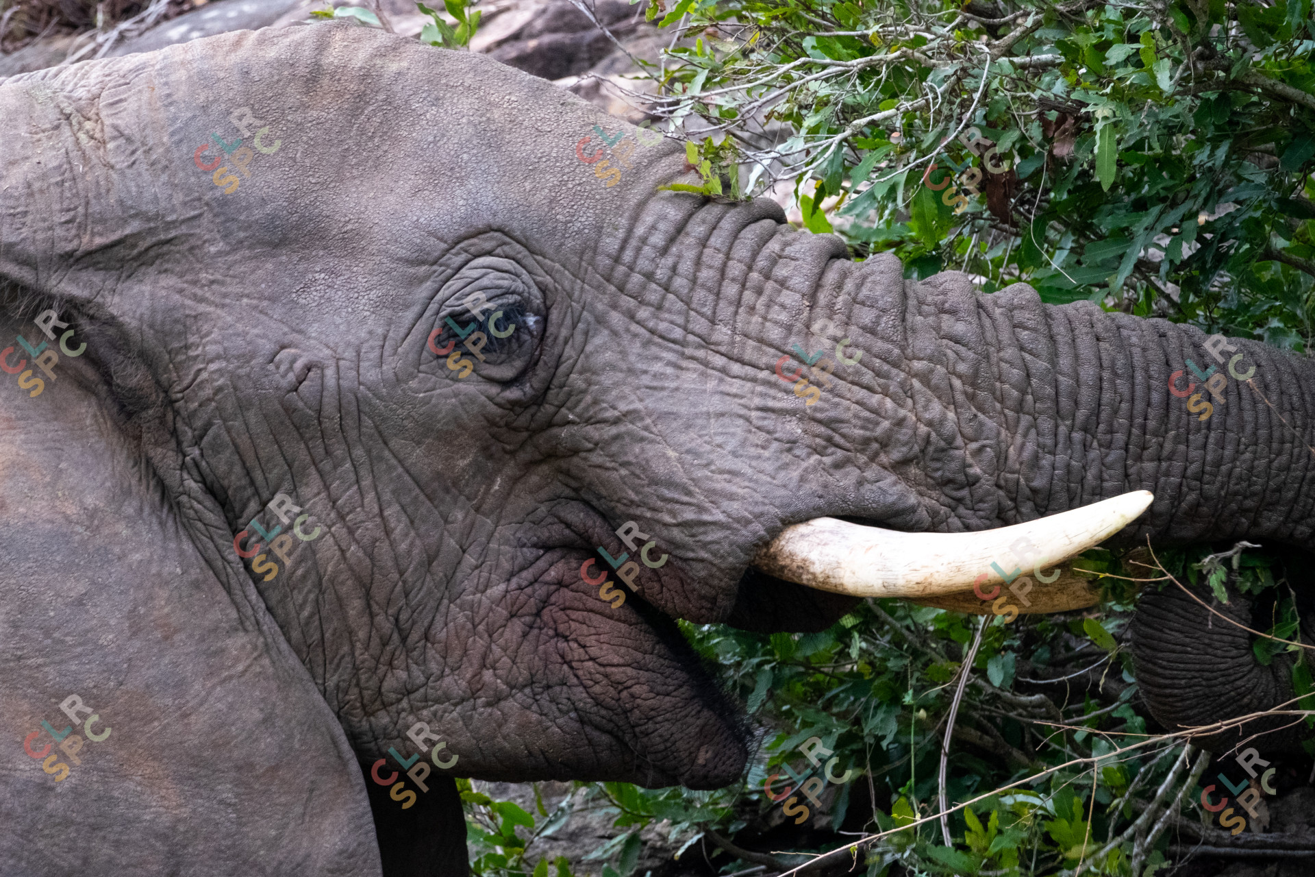 Elephant eating from a tree