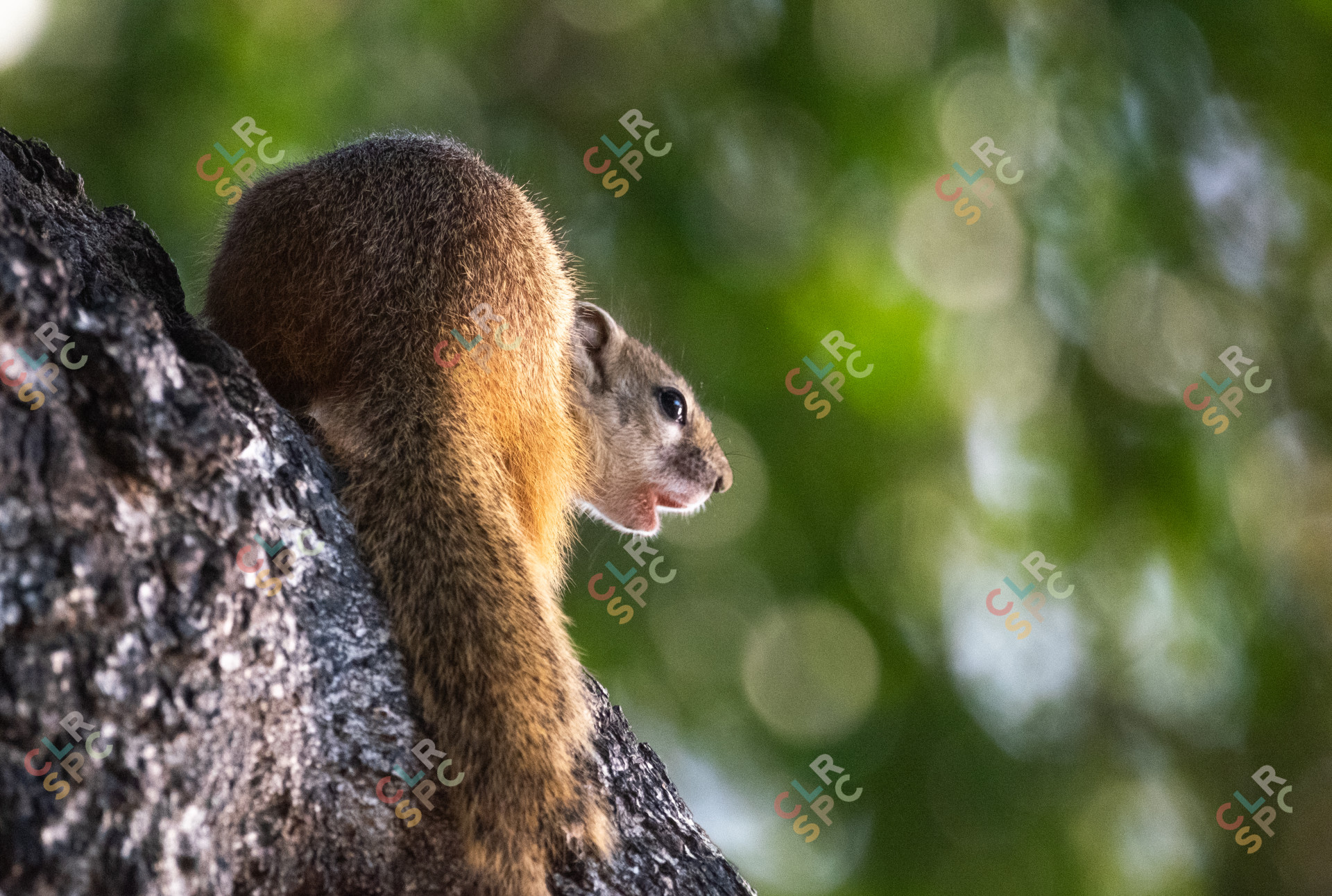 Agitated squirrel at the Kruger national park