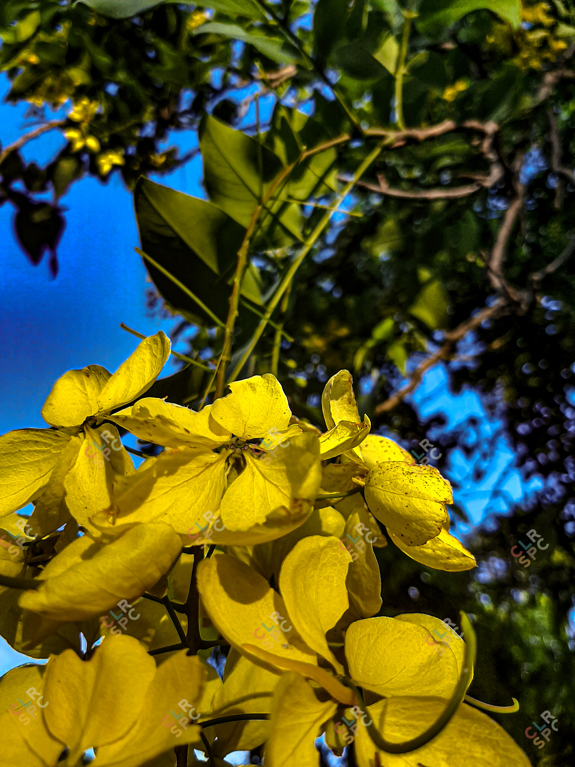 RADIANT YELLOW BLOOMS