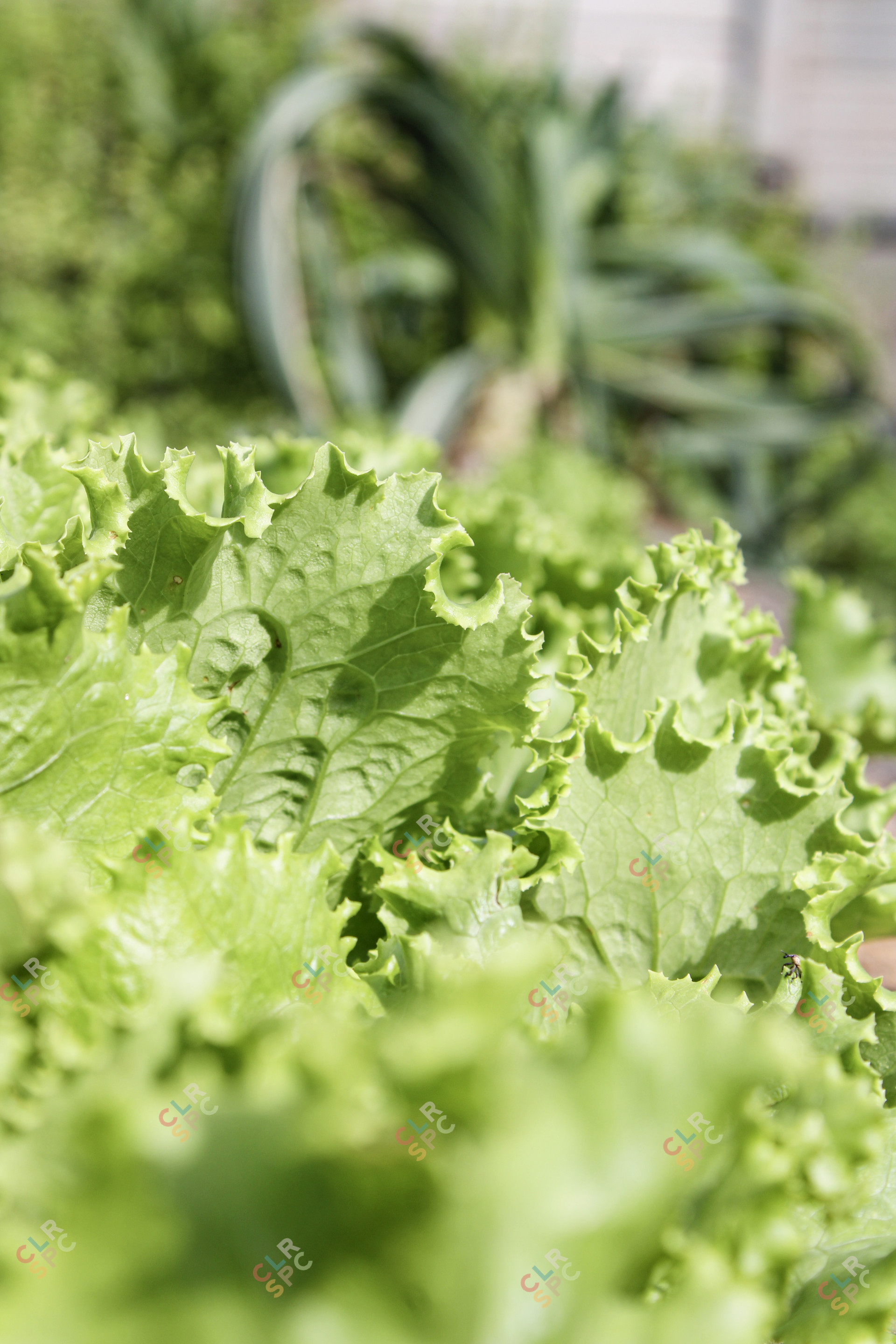 Lettuce - Vegetable Garden
