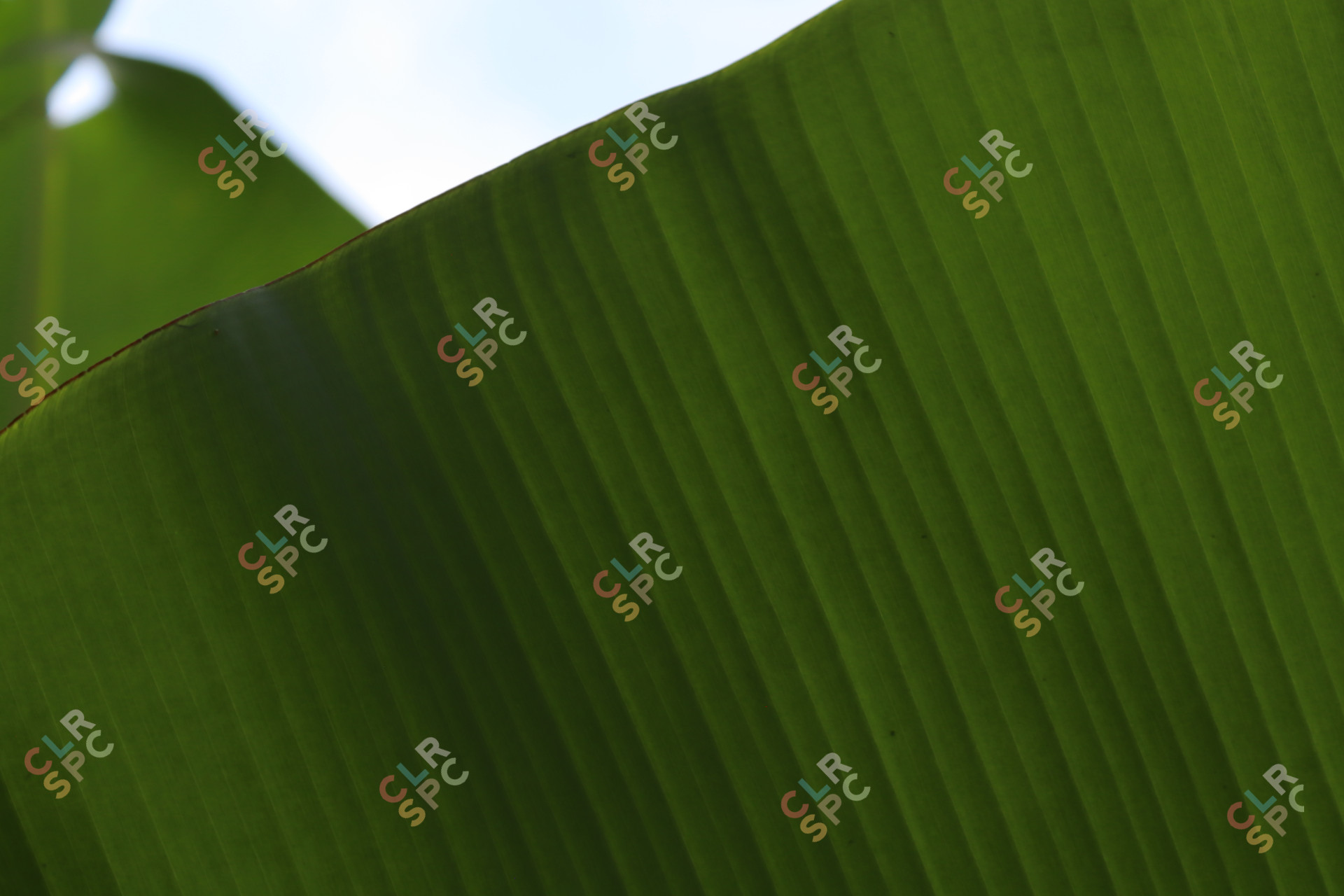 Banana leaf close up