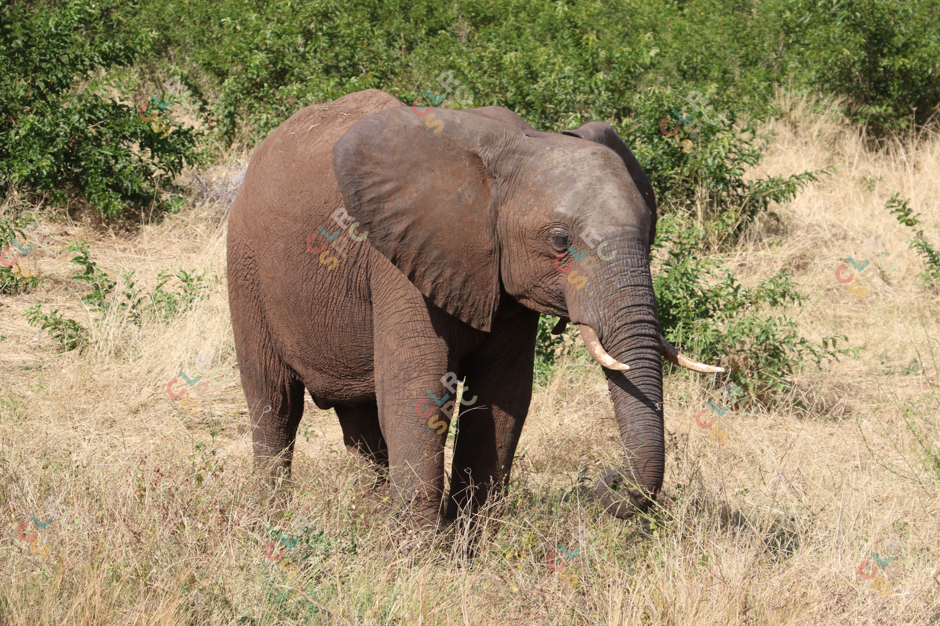 Elephant in the national park