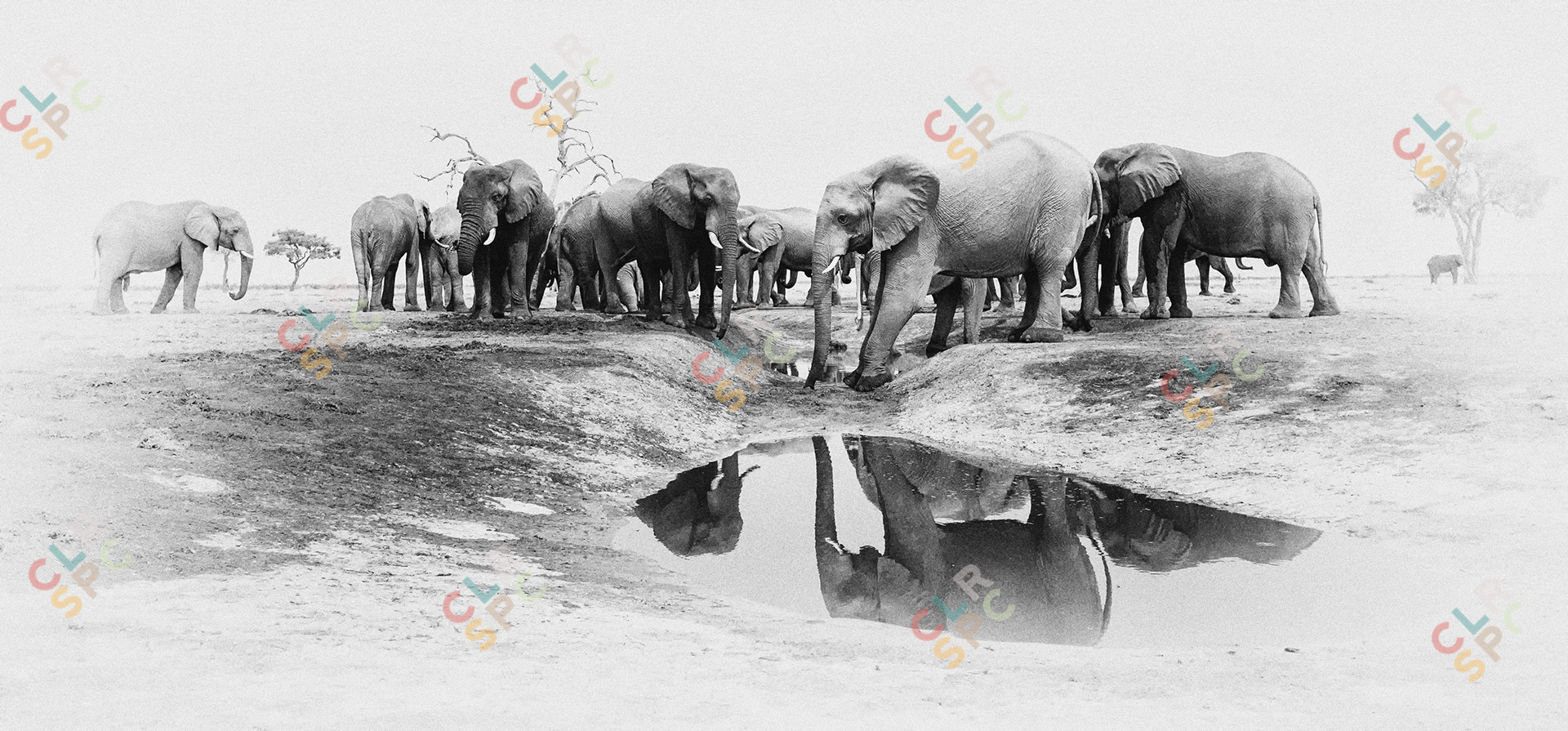 Elephants drinking at waterhole