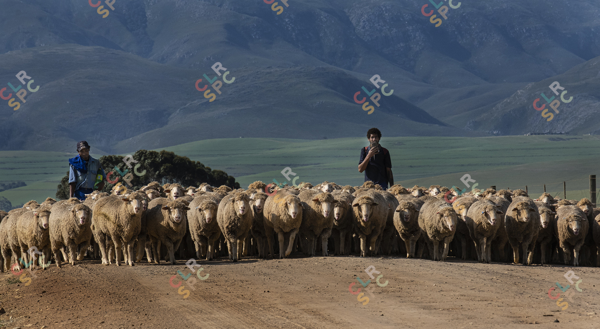 Sheep Parade in Greyton